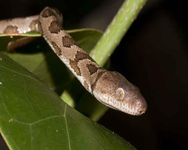 serpent de lîle de Queimada grande