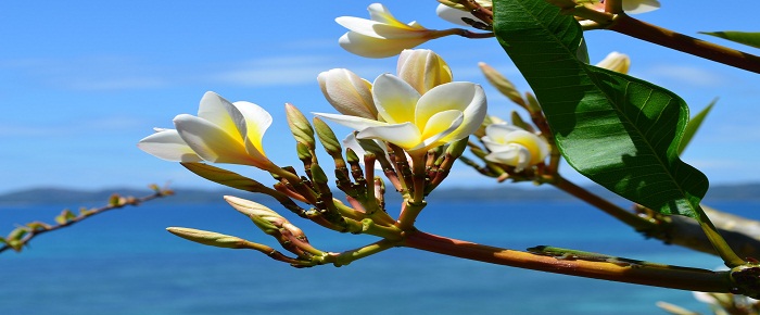 Fleurs de Madagascar