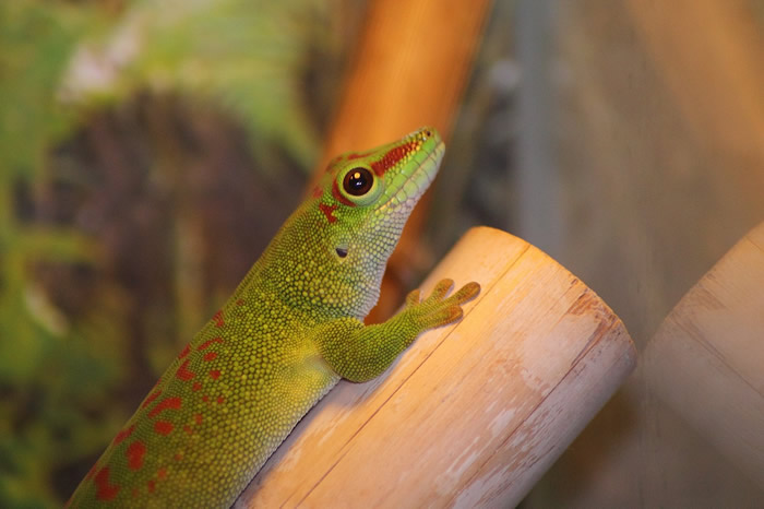 Richesse et diversité de la nature malgache – Partie 1 : la faune