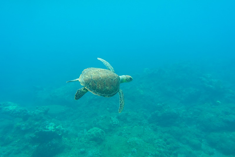 Les plus belles excursions Costa Croisières dans les Caraïbes