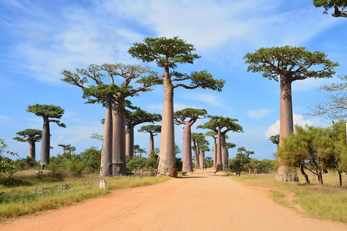 Madagascar : l’île aux Baobabs