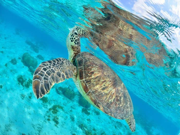 Découvrir les Maldives en plongée et snorkeling