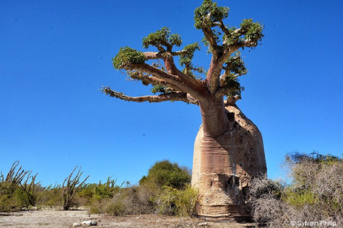 Le baobab, l'arbre mythique de la nature malgache