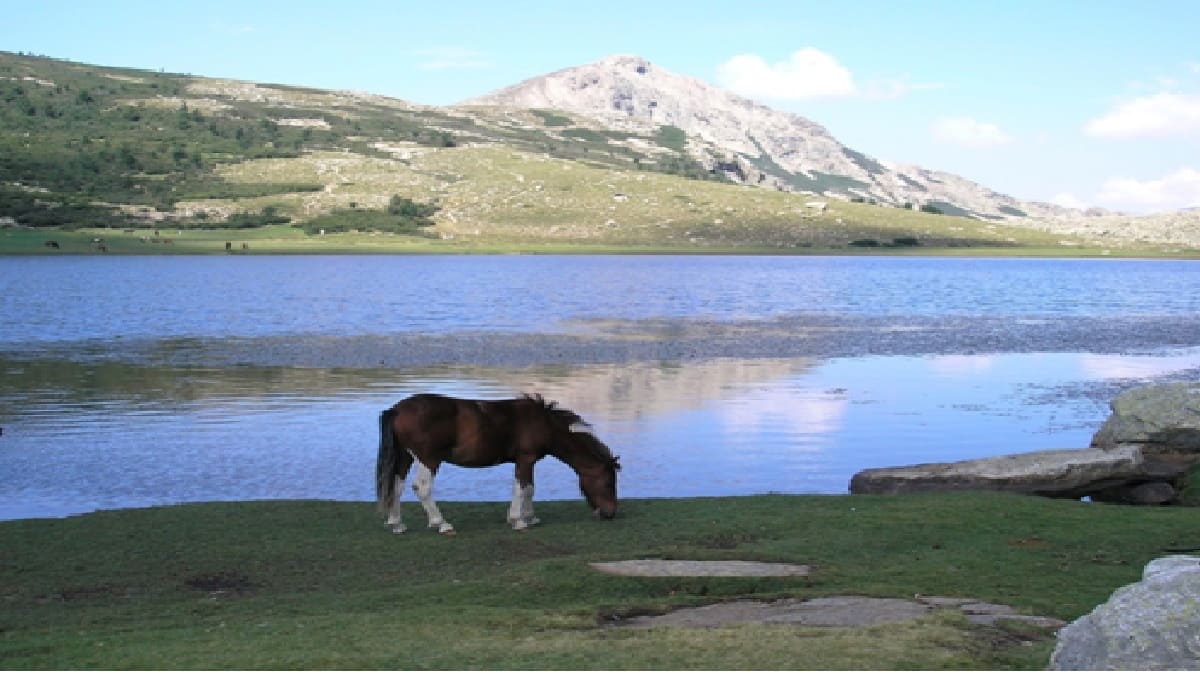 Où trouver des Pozzines en Corse ?