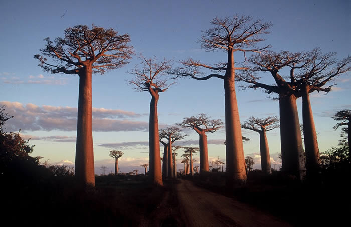 5 véritables raisons de voyager à Madagascar