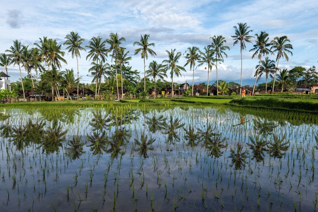 Ubud, Canggu ou Sanur : où poser ses valises pour une installation durable à Bali