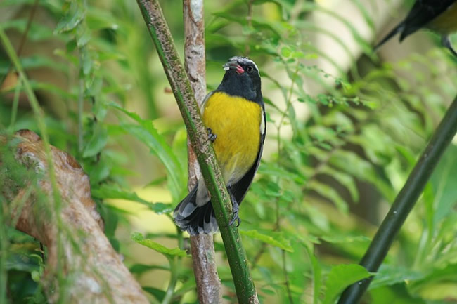 La Guadeloupe