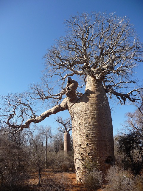 baobab