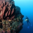 Plongée sous-marine en Martinique