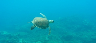 Les plus belles excursions Costa Croisières dans les Caraïbes