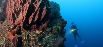Plongée sous-marine en Martinique