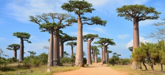 Madagascar : l’île aux Baobabs