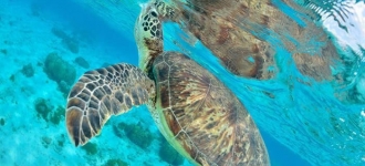 Découvrir les Maldives en plongée et snorkeling