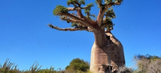 Le baobab, l'arbre mythique de la nature malgache