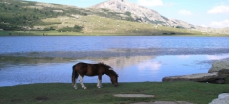 Où trouver des Pozzines en Corse ?