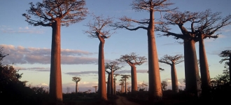 5 véritables raisons de voyager à Madagascar
