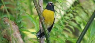 La Guadeloupe