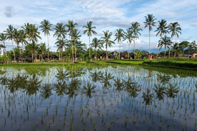 Ubud, Canggu ou Sanur : où poser ses valises pour une installation durable à Bali